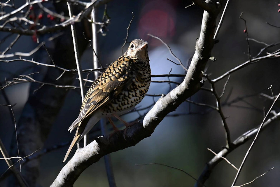 �g���c�O�~